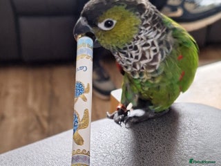 Parrots birds 2 Green Cheek Conures & cage - Advert 1