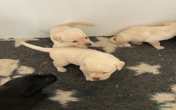 Labrador Retriever dogs for sale: Yellow and Black Labrador puppies  - Image 16