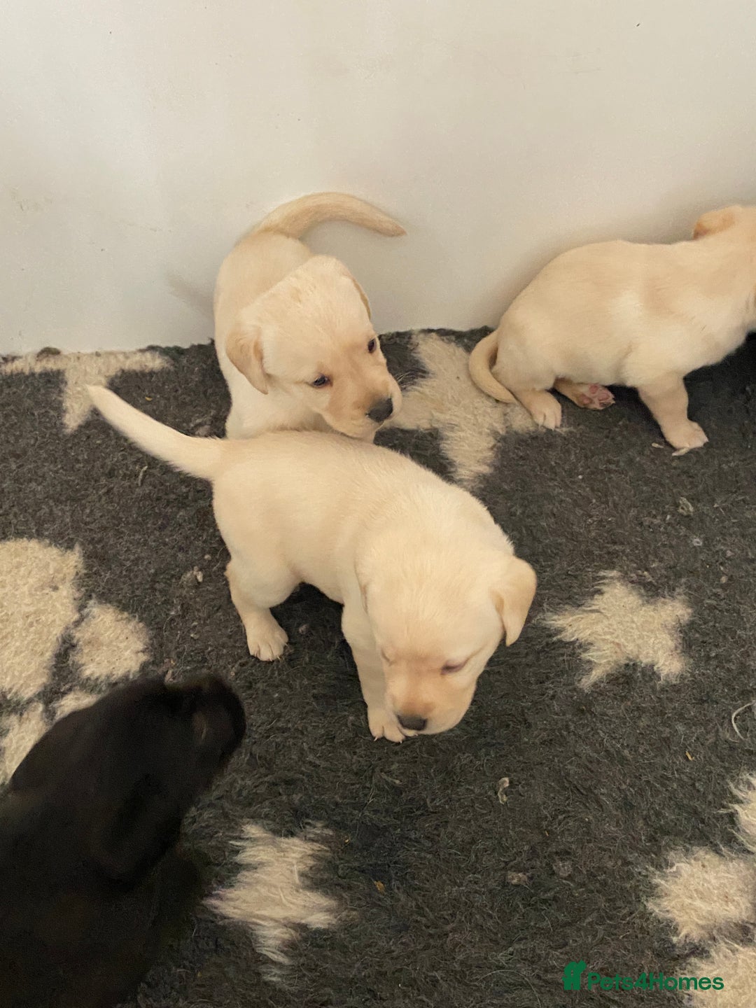 Labrador Retriever dogs for sale: Yellow and Black Labrador puppies  - Image 16
