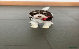 Miniature Schnauzer dogs for sale: 5* Licensed KC Toy Chocolate Schnauzers - Image 10