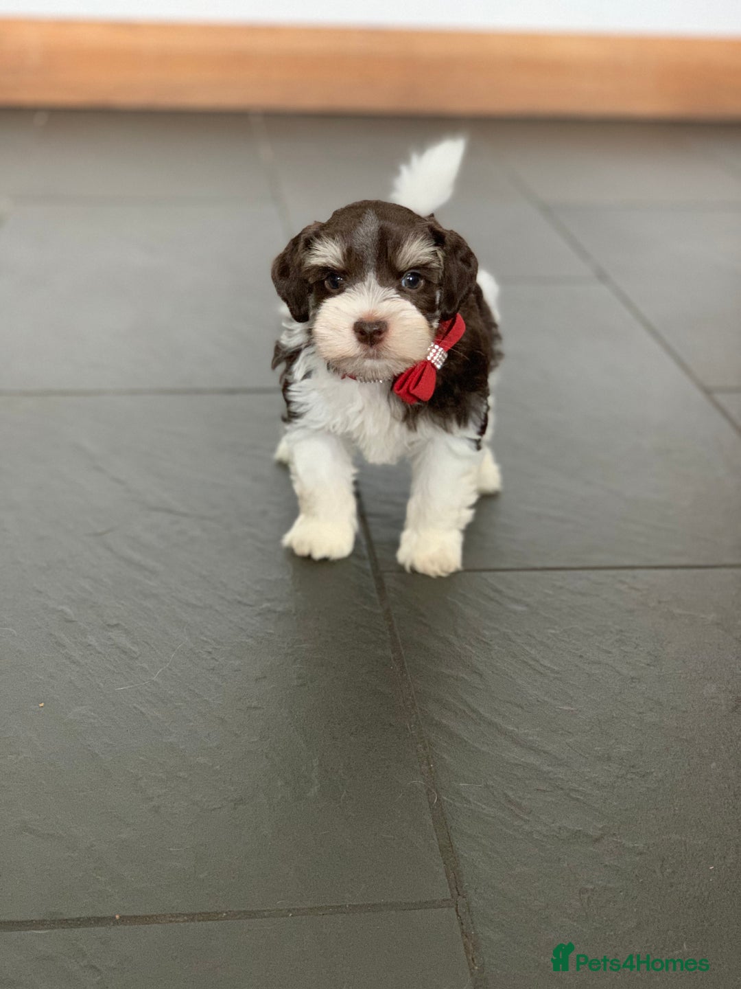 Miniature Schnauzer dogs for sale: 5* Licensed KC Toy Chocolate Schnauzers - Image 10