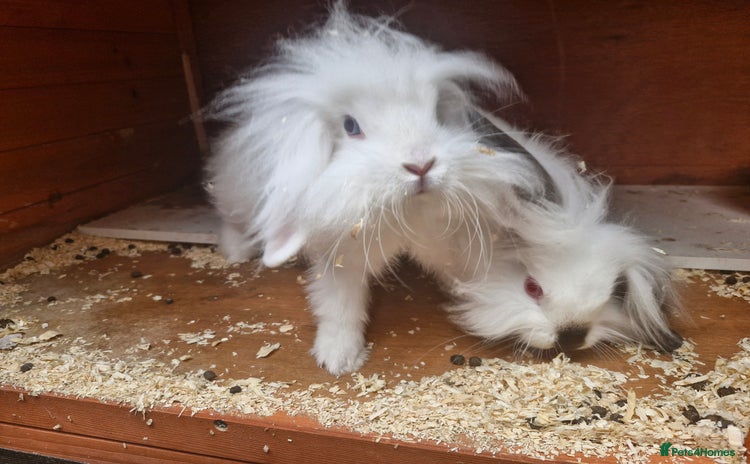 Lionhead rabbits - Advert 1