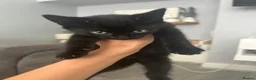 Mixed Breed cats for sale: 6 kittens for sale  - Advert 8