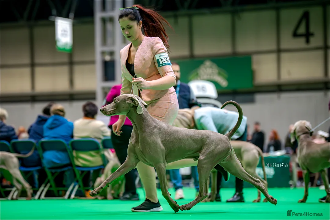 Weimaraner dogs for stud: Braveheart Duma Kazana PROVEN STUD DOG   in Edinburgh - Advert 13