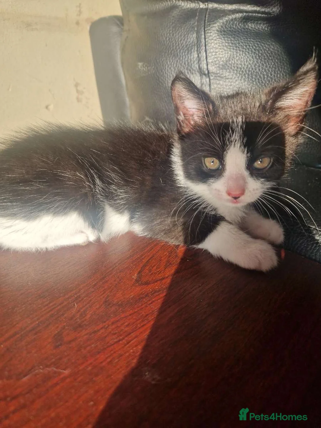 Mixed Breed cats for sale: 3 beautiful kittens - Advert 2