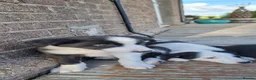 Border Collie dogs for sale: Border collie pups ready for their new homes - Advert 2