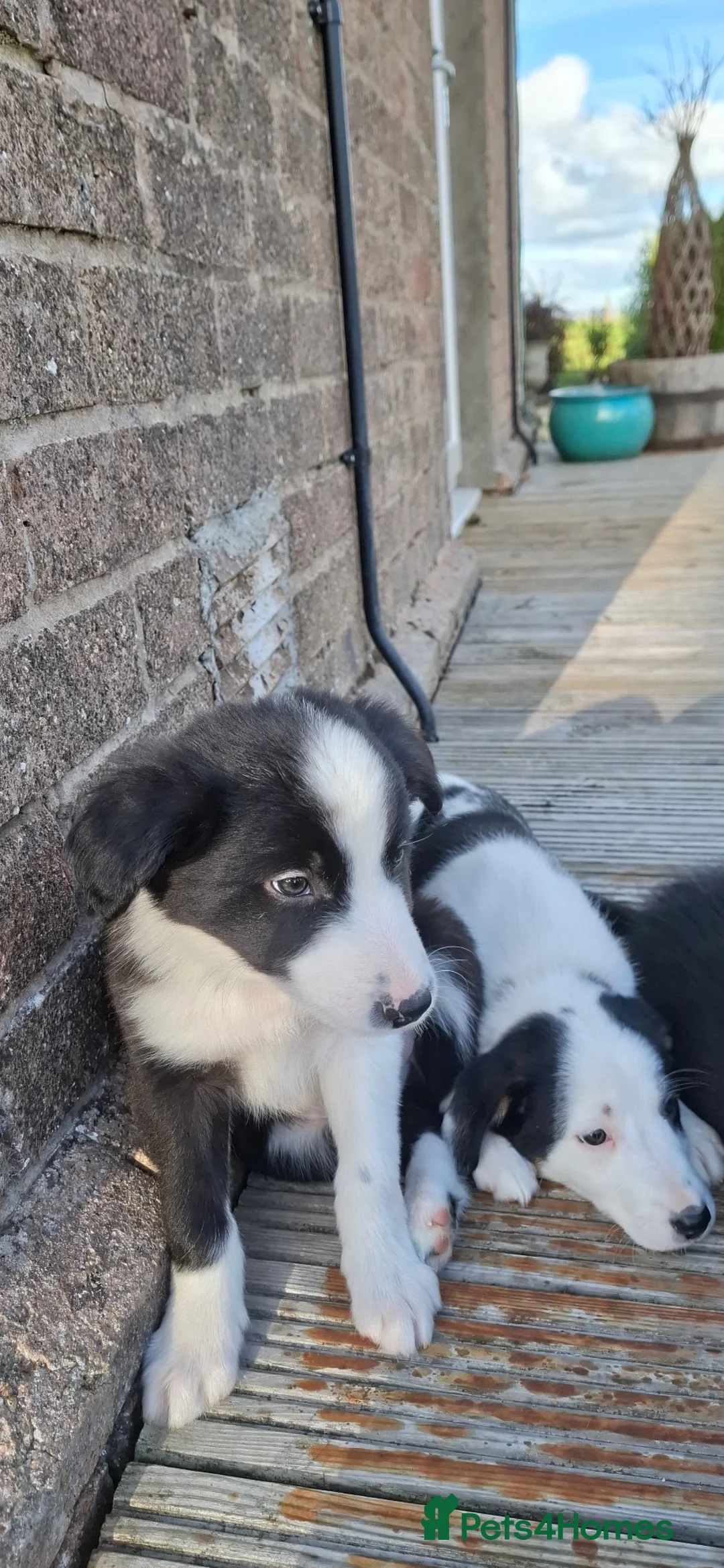 Border Collie dogs for sale: Border collie pups ready for their new homes - Advert 2
