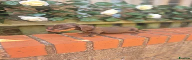 Dachshund 3