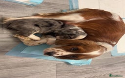 Mixed Breed dogs for sale: Borderliers  - Image 11