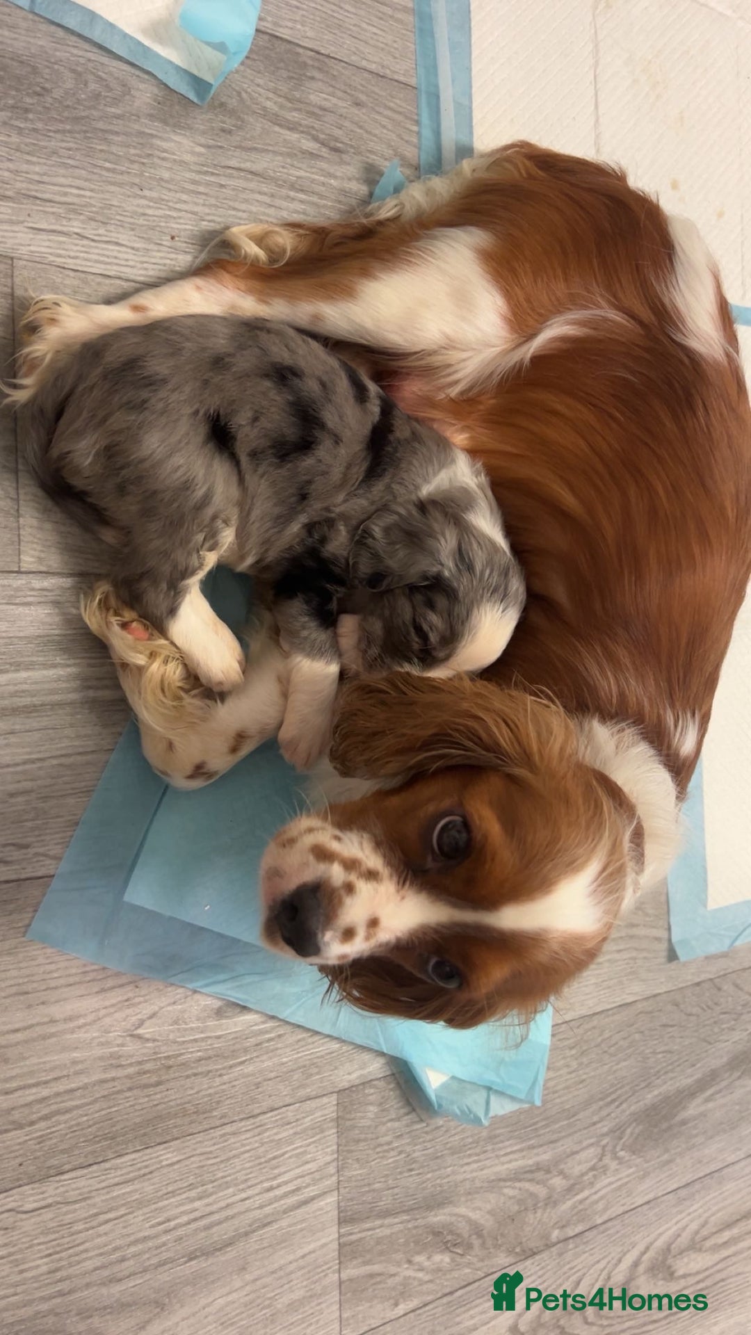 Mixed Breed dogs for sale: Borderliers  - Image 11