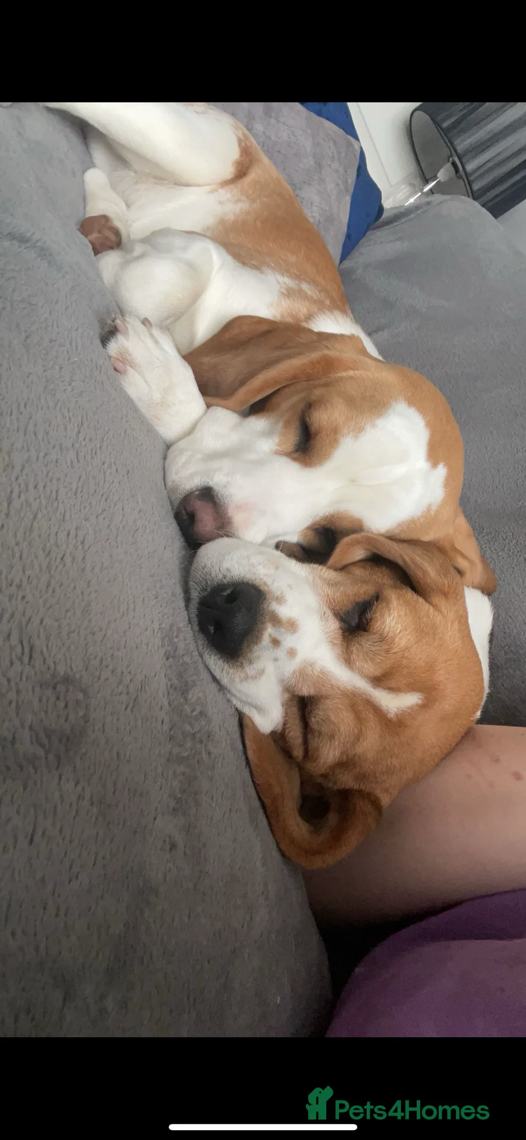 Beagle dogs for stud: White and Tan Beagle for Stud ONLY in Huddersfield - Advert 12