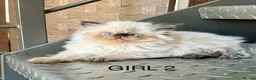 Persian cats for sale: TWO BEAUTIFUL GIRL READY FOR RESERVE!!! - Advert 1