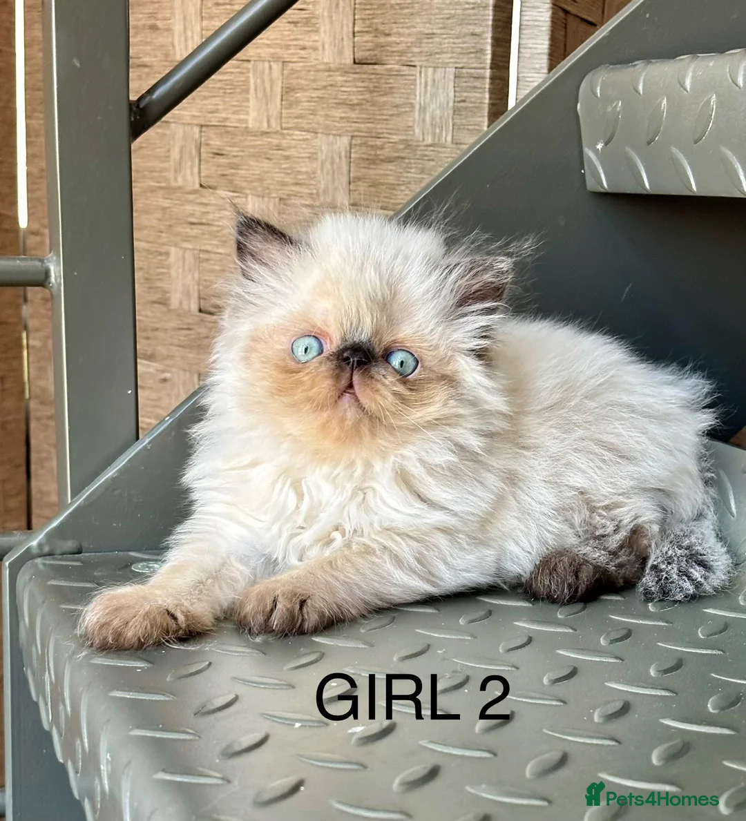 Persian cats for sale: TWO BEAUTIFUL GIRL READY FOR RESERVE!!! - Advert 1