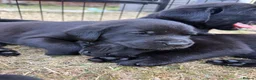 Labrador Retriever dogs for sale: 9 gorgeous KC registered black Labrador retrievers in Malmesbury - Advert 5