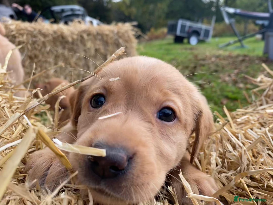 Labrador Retriever dogs for sale: Labrador retriever puppies for sale  - Image 18