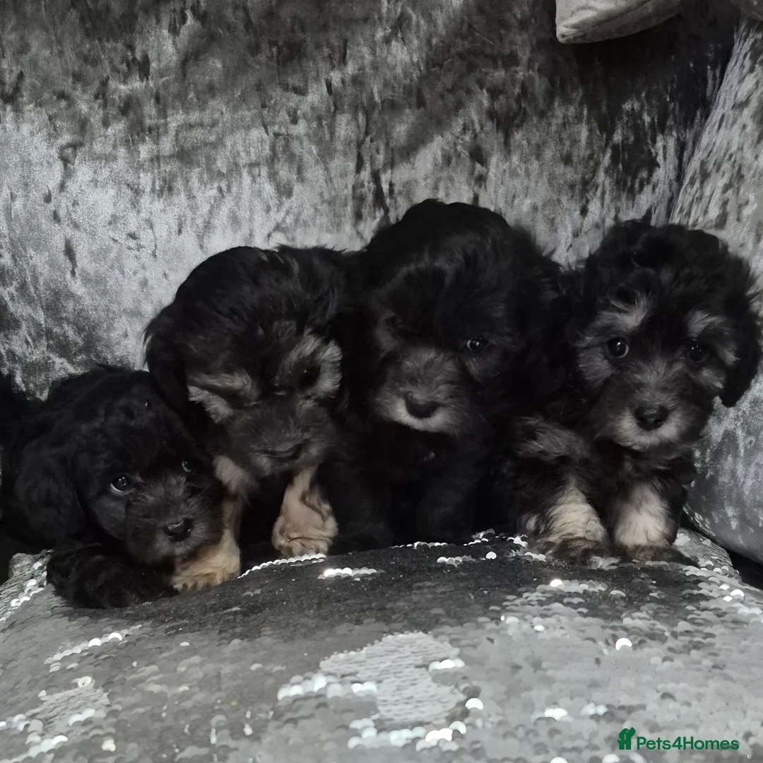 Maltipoo dogs for sale: F1 generation Maltipoo's - Advert 1