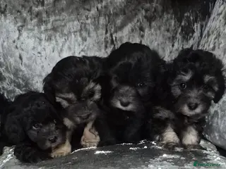 Maltipoo dogs F1 generation Maltipoo's - Advert 2