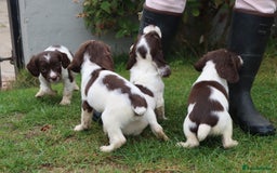 English Springer Spaniel dogs for sale: 2 Lovely Male Springer Spaniels - Image 11