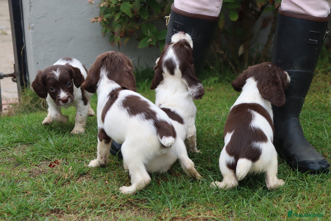 English Springer Spaniel dogs for sale: 2 Lovely Male Springer Spaniels - Image 11