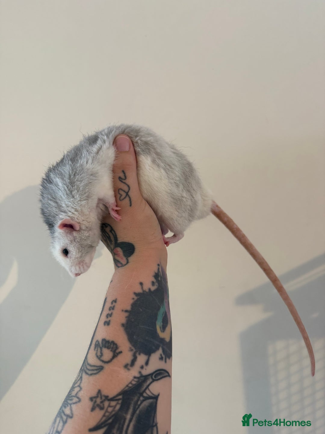Rat rodents for sale: 3 male rats and massive amount of accessories  - Image 26