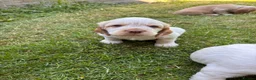 Mixed Breed dogs for sale: Clumber x Puppies  - Advert 8