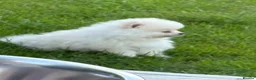 Pomeranian dogs for sale: White male baby Pomeranians  - Advert 16