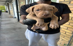 Mastiff dogs for sale: Mastiff X Pups - Advert 15
