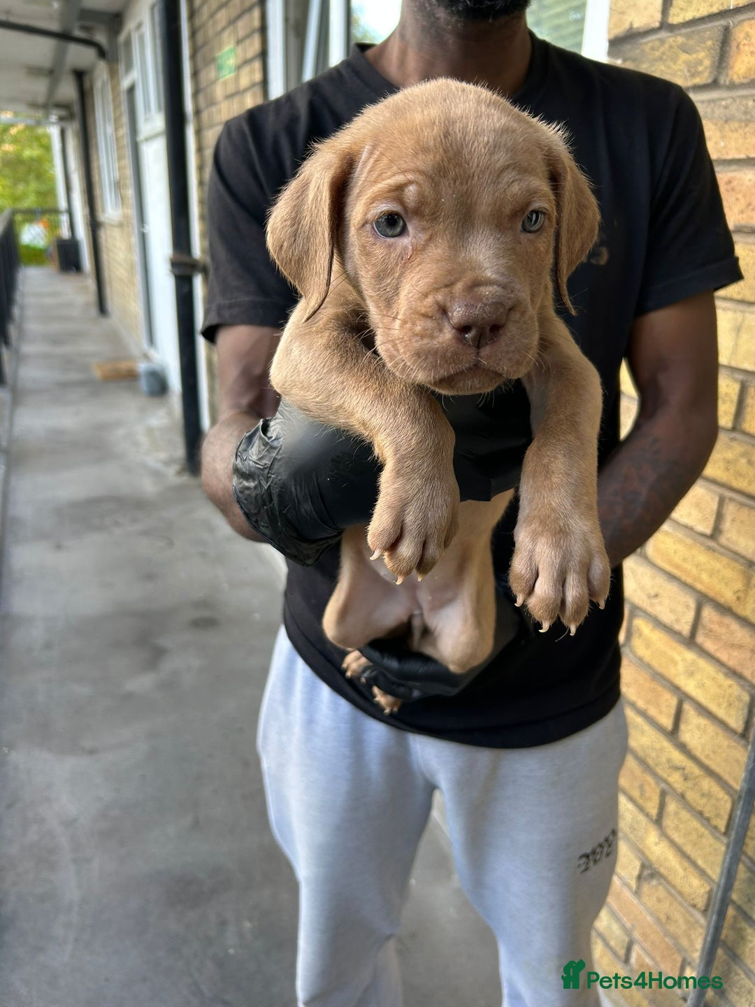 Mastiff dogs for sale: Mastiff X Pups - Advert 15