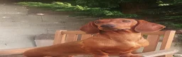 Dachshund dogs for sale: 2x dachshunds in Bristol - Advert 3