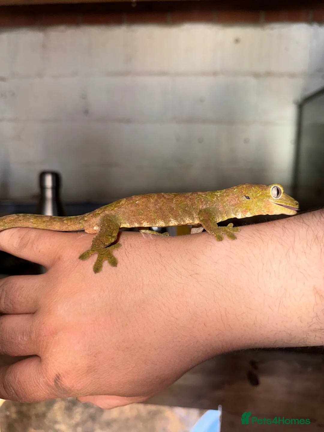 Gecko reptiles for sale: 2 Male Chahoua Geckos for sale - Advert 1