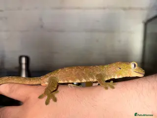 Gecko reptiles 2 Male Chahoua Geckos for sale - Advert 10