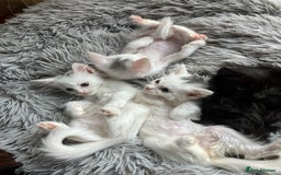 Mixed Breed cats for sale: Lovely little kittens for sale - Image 13