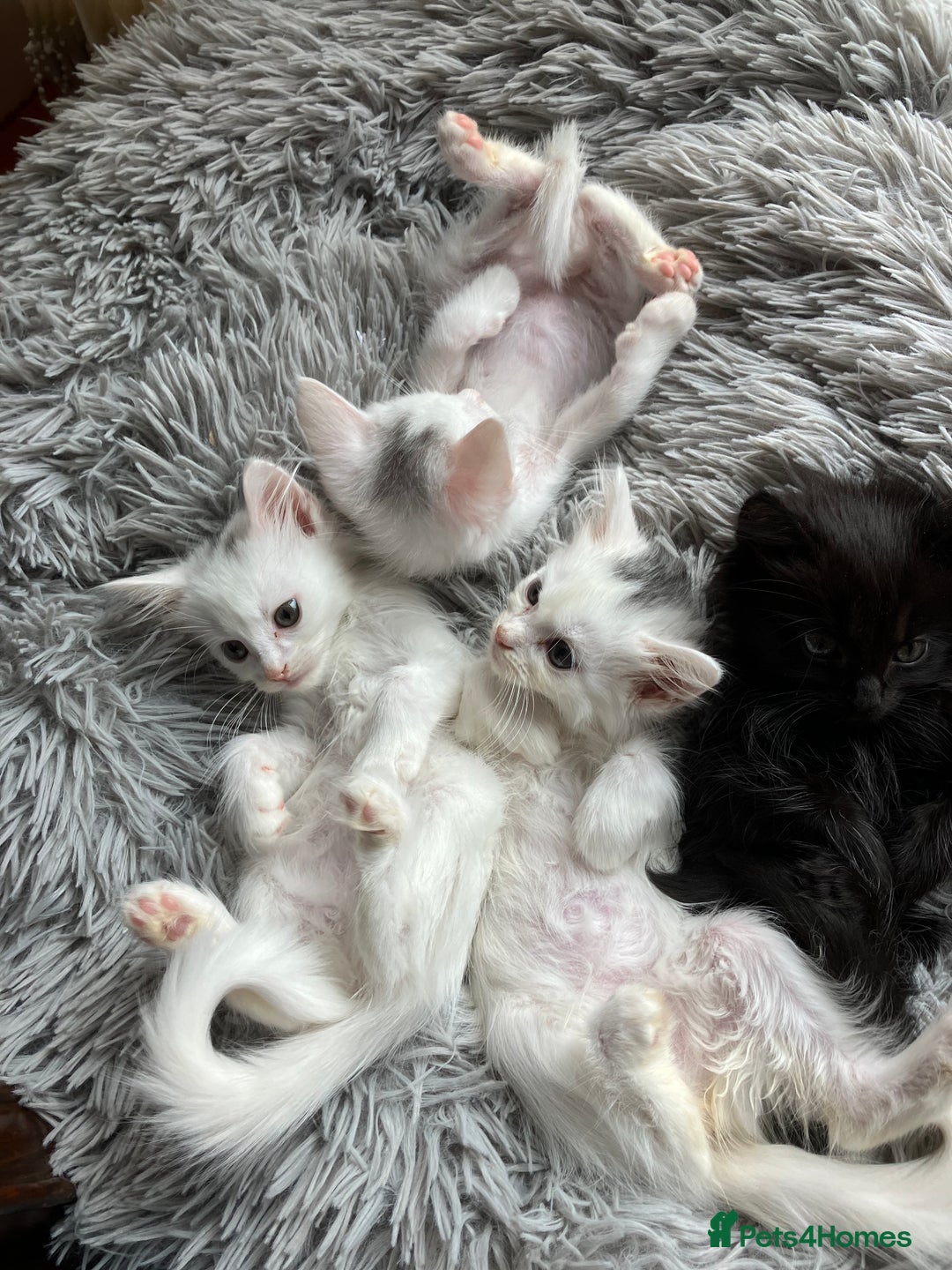 Mixed Breed cats for sale: Lovely little kittens for sale - Image 13