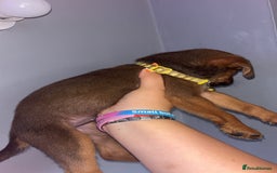 Mixed Breed dogs for sale: Boxwillers 2 GIRLS and 1 BOY LEFT - Image 27