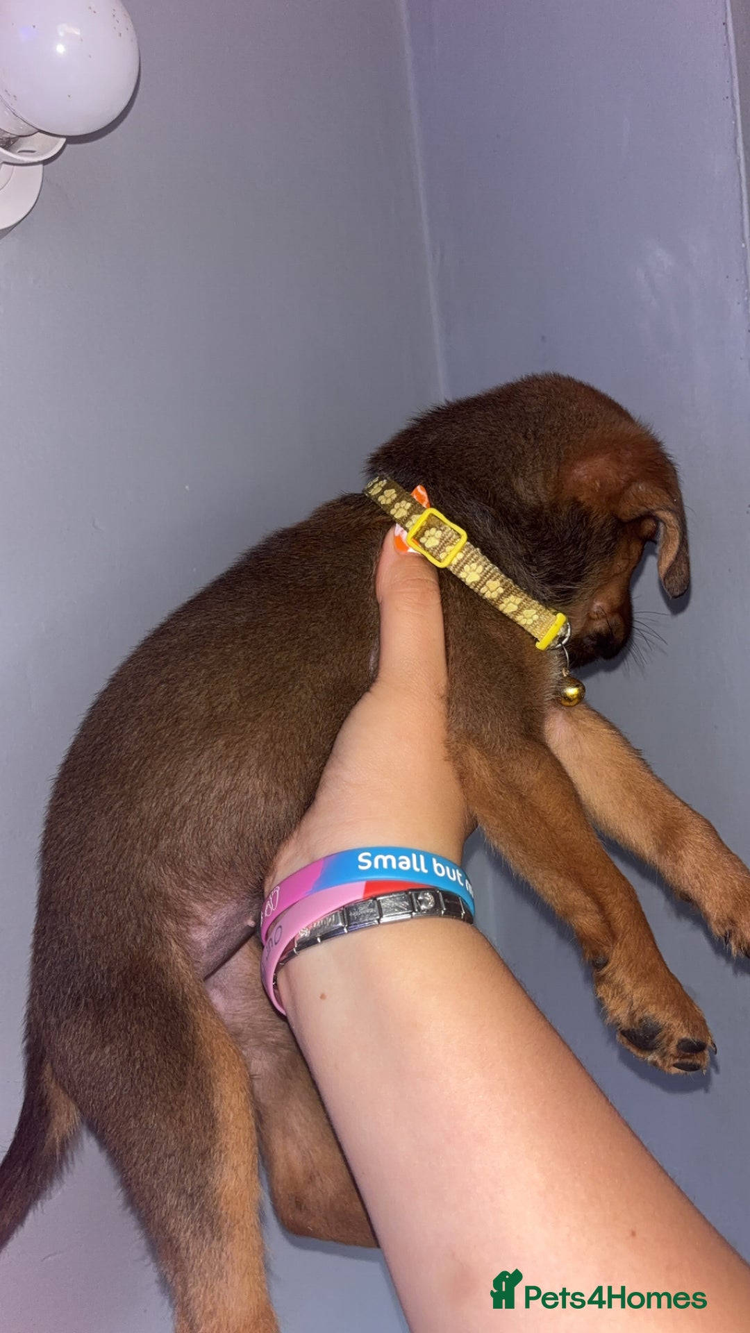 Mixed Breed dogs for sale: Boxwillers 2 GIRLS and 1 BOY LEFT - Image 27