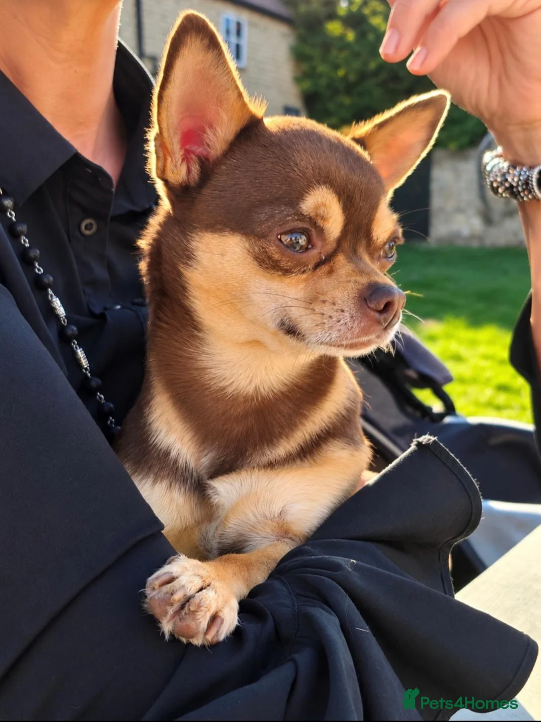Chihuahua dogs for stud: KC SMOOTH COAT CHIHUAHUA  OPEN  AT STUD 💙 - Advert 1