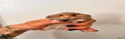 Hamster rodents for sale: Baby syrian hamsters  - Advert 6