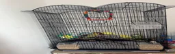 Budgerigars birds for sale: 2 females and 1 male  in Milton Keynes - Advert 2