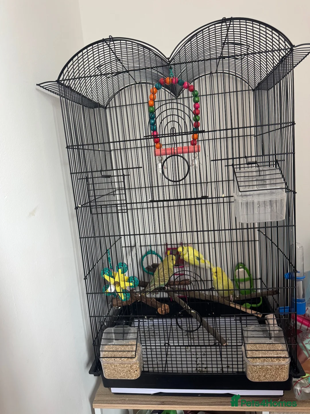 Budgerigars birds for sale: 2 females and 1 male  in Milton Keynes - Advert 2