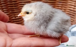 Chickens poultry for sale: Sweet Little Barbu d’Anvers Chicks Now Available - Image 19