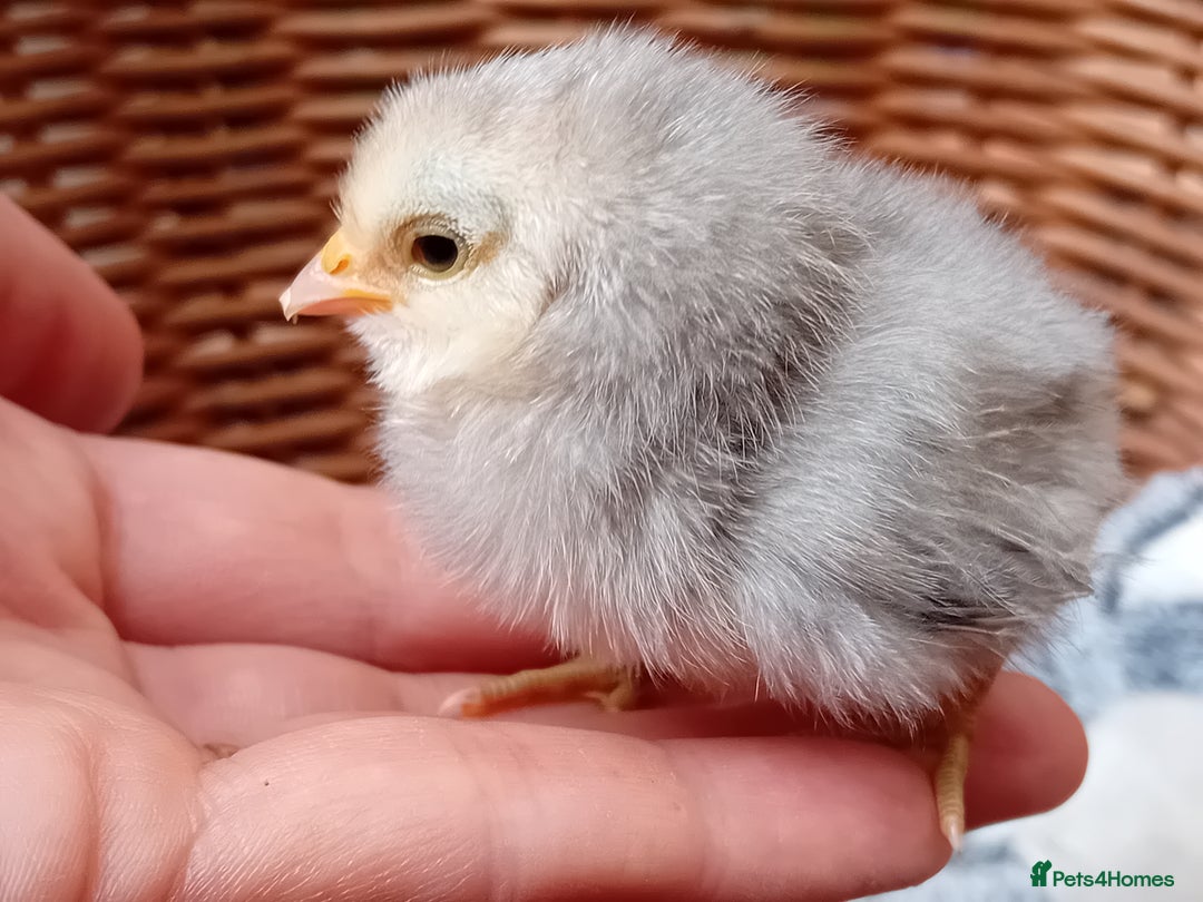 Chickens poultry for sale: Sweet Little Barbu d’Anvers Chicks Now Available - Image 19