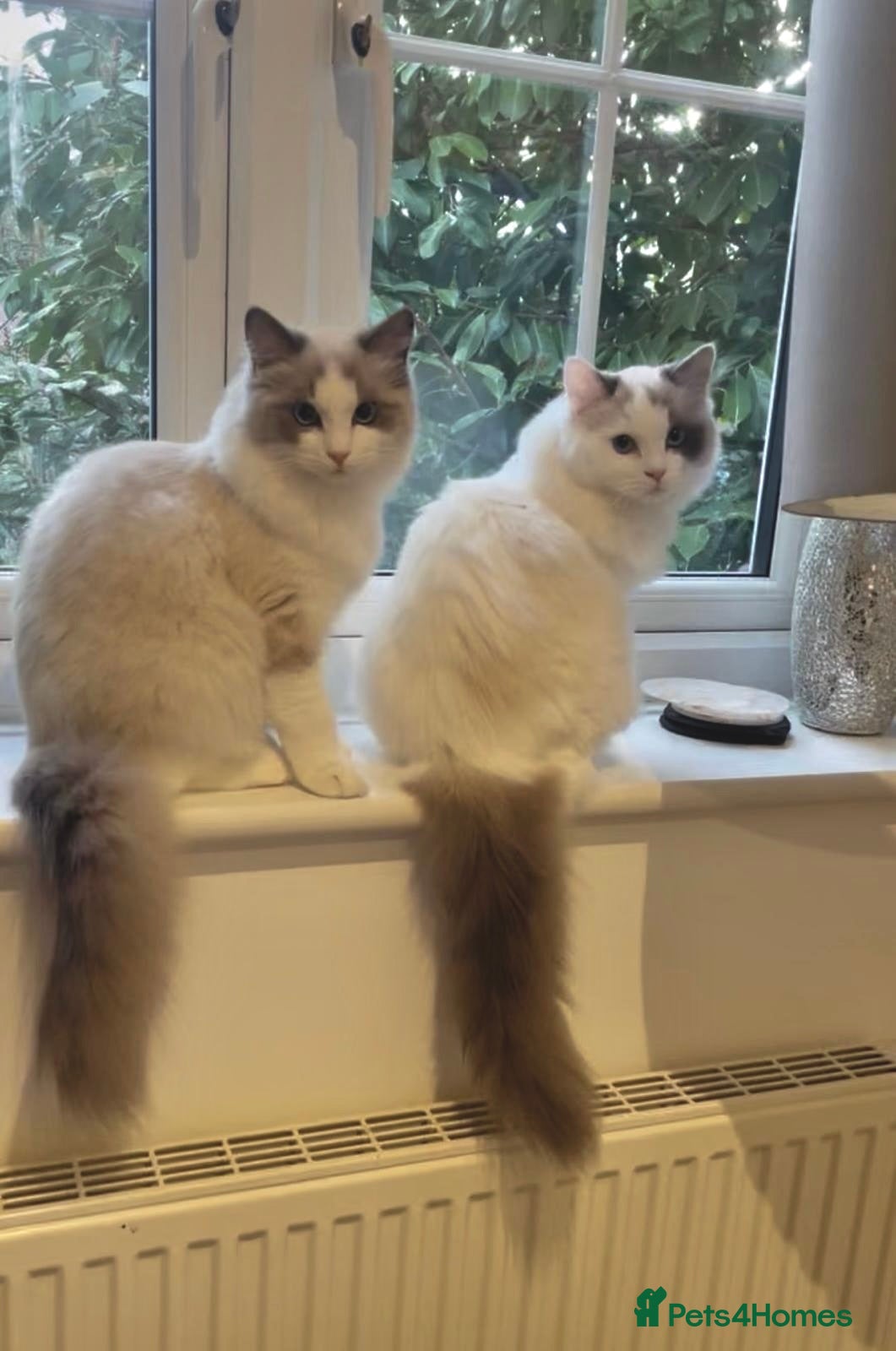Ragdoll cats Bonded Ragdoll Sisters - Advert 5