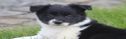 Border Collie dogs for sale: Gorgeous little of border collie puppies for sale  - Advert 1