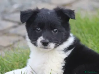 Border Collie dogs Gorgeous little of border collie puppies for sale - Advert 6