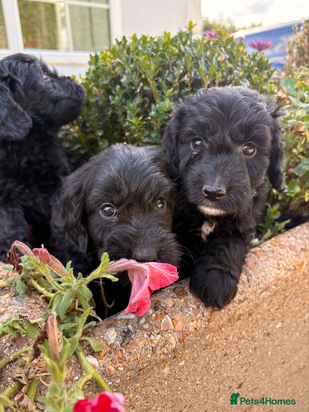 Cockapoo dogs for sale: F1 cockapoos girls  - Image 8