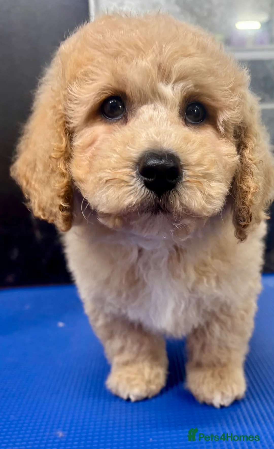 Poochon dogs for sale: Ready now Stunning mini F1 health tested Poochons - Advert 2
