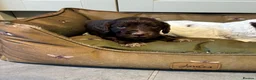 Cocker Spaniel dogs for sale: WORKING COCKER SPANIEL PUPPIES  - Advert 8