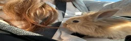 Lionhead rabbits for sale: Sooty Fawn Lionhead Doe For Sale - 8 Weeks - Advert 4