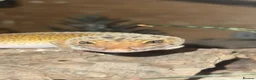 Leopard Gecko reptiles for sale: Leopard gecko -Larry  - Advert 4