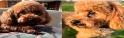 Toy Poodle dogs for sale: Adorable Tiny Toy Poodles - Advert 7